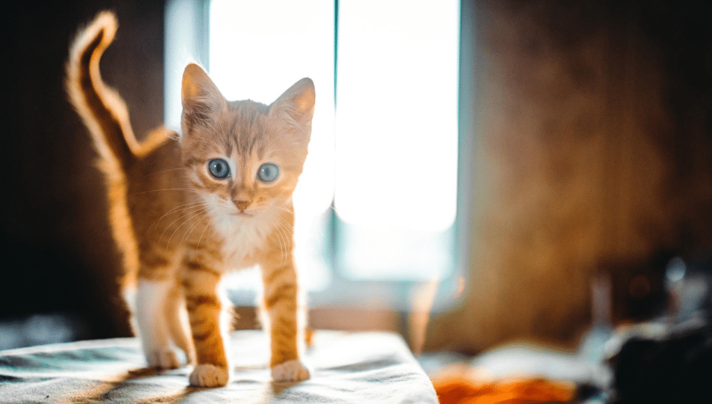 Blog-Header-catworld